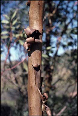 APII jpeg image of Eucalyptus trivalva  © contact APII