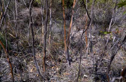 APII jpeg image of Eucalyptus absita  © contact APII