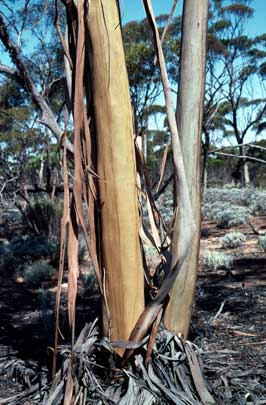 APII jpeg image of Eucalyptus annulata  © contact APII