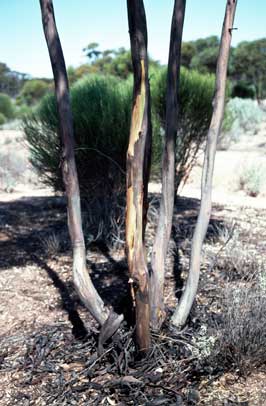 APII jpeg image of Eucalyptus annulata  © contact APII