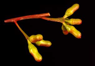 APII jpeg image of Eucalyptus astringens subsp. astringens  © contact APII