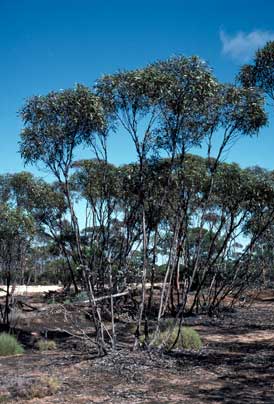 APII jpeg image of Eucalyptus balladoniensis subsp. balladoniensis  © contact APII