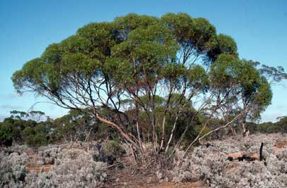 APII jpeg image of Eucalyptus brachycalyx  © contact APII