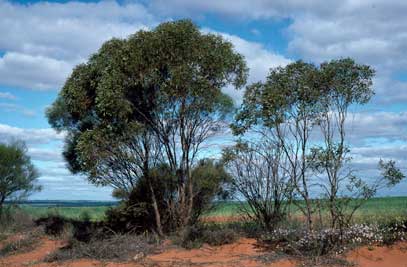 APII jpeg image of Eucalyptus comitae-vallis  © contact APII