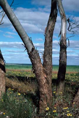 APII jpeg image of Eucalyptus comitae-vallis  © contact APII