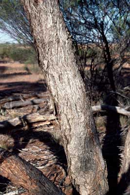 APII jpeg image of Eucalyptus brevipes  © contact APII
