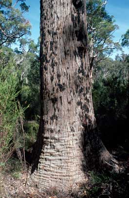 APII jpeg image of Eucalyptus brevistylis  © contact APII