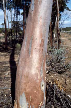 APII jpeg image of Eucalyptus brockwayi  © contact APII