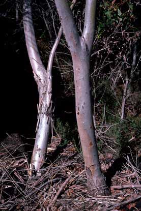 APII jpeg image of Eucalyptus calcicola  © contact APII