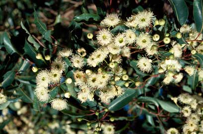 APII jpeg image of Corymbia calophylla  © contact APII