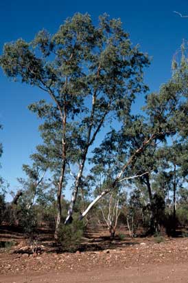 APII jpeg image of Eucalyptus camaldulensis var. obtusa  © contact APII