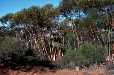 APII jpeg image of Eucalyptus cerasiformis  © contact APII