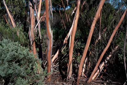 APII jpeg image of Eucalyptus cerasiformis  © contact APII