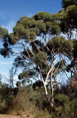 APII jpeg image of Eucalyptus cladocalyx  © contact APII