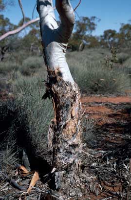 APII jpeg image of Eucalyptus complanata  © contact APII