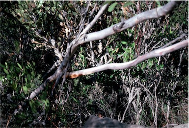 APII jpeg image of Eucalyptus coronata  © contact APII