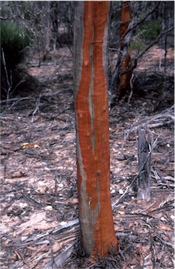 APII jpeg image of Eucalyptus creta  © contact APII