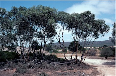 APII jpeg image of Eucalyptus cretata  © contact APII