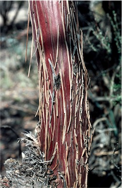 APII jpeg image of Eucalyptus crucis  © contact APII