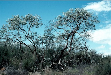 APII jpeg image of Eucalyptus crucis subsp. crucis  © contact APII