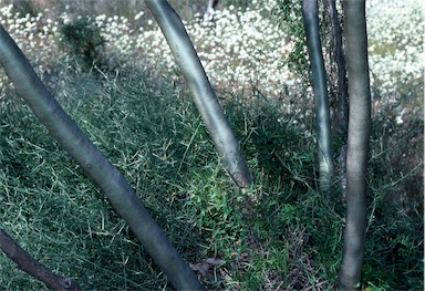 APII jpeg image of Eucalyptus cuprea  © contact APII