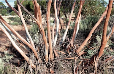 APII jpeg image of Eucalyptus cylindrocarpa  © contact APII