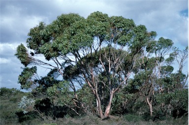APII jpeg image of Eucalyptus adesmophloia  © contact APII