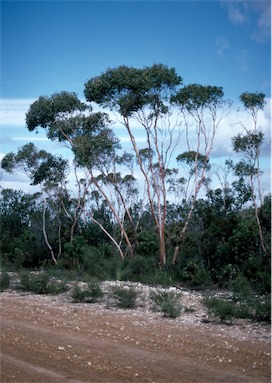 APII jpeg image of Eucalyptus decurva  © contact APII