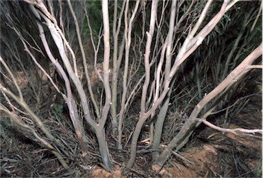 APII jpeg image of Eucalyptus deflexa  © contact APII