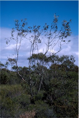 APII jpeg image of Eucalyptus desmondensis  © contact APII