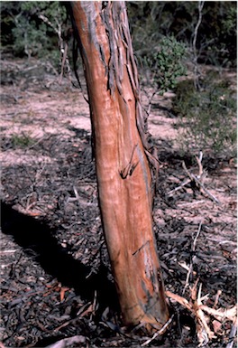APII jpeg image of Eucalyptus dielsii  © contact APII