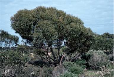 APII jpeg image of Eucalyptus discreta  © contact APII