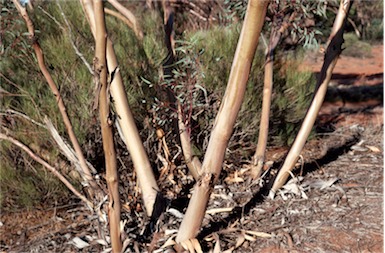APII jpeg image of Eucalyptus ebbanoensis  © contact APII