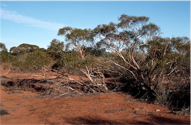 APII jpeg image of Eucalyptus eremicola  © contact APII