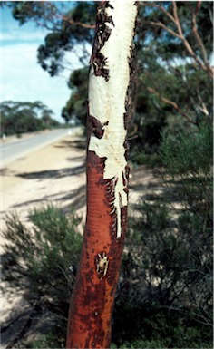 APII jpeg image of Eucalyptus erythronema var. erythronema  © contact APII