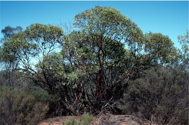 APII jpeg image of Eucalyptus ewartiana  © contact APII