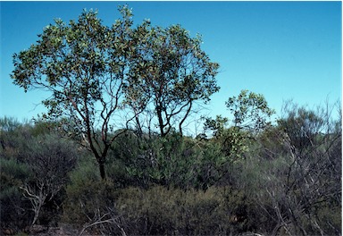 APII jpeg image of Eucalyptus ewartiana  © contact APII