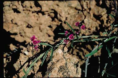 APII jpeg image of Glycine canescens  © contact APII