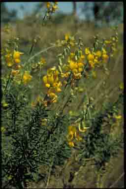 APII jpeg image of Crotalaria aridicola subsp. densifolia  © contact APII