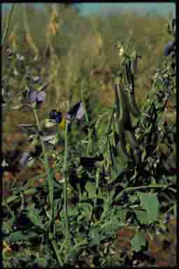 APII jpeg image of Crotalaria verrucosa  © contact APII