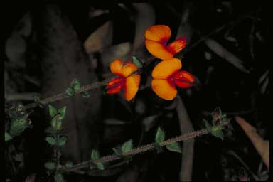 APII jpeg image of Oxylobium cordifolium  © contact APII