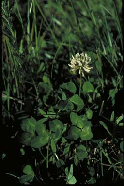 APII jpeg image of Trifolium repens  © contact APII