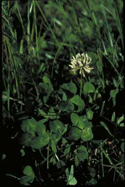 APII jpeg image of Trifolium repens  © contact APII