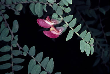 APII jpeg image of Bossiaea carinalis  © contact APII