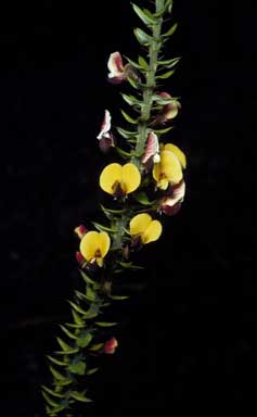 APII jpeg image of Bossiaea cinerea  © contact APII