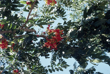 APII jpeg image of Castanospermum australe  © contact APII