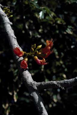 APII jpeg image of Castanospermum australe  © contact APII