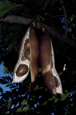 APII jpeg image of Castanospermum australe  © contact APII