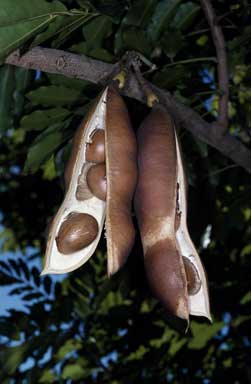 APII jpeg image of Castanospermum australe  © contact APII