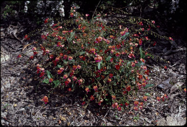 APII jpeg image of Chorizema ilicifolium  © contact APII